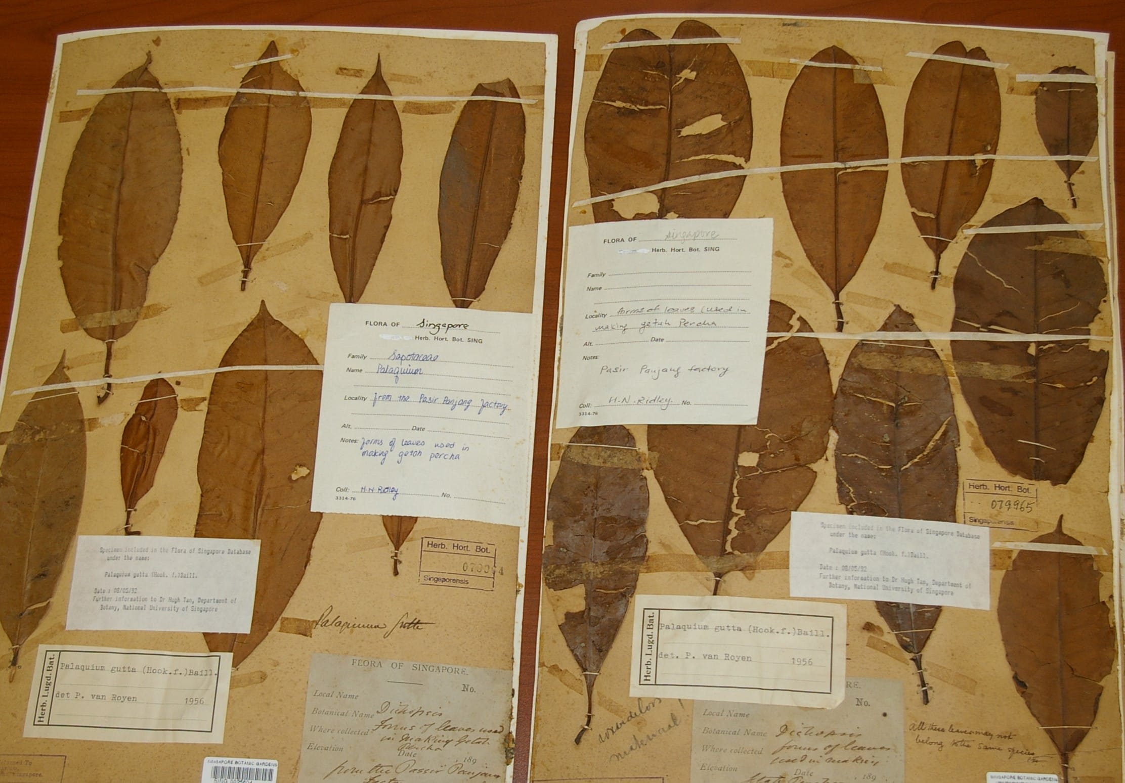 Two herbarium sheets with dried leaves and informational label notes about Palaquium species from Singapore.